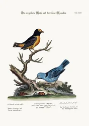 El Ratón Dorado y el Manakin Azul, 1749-73